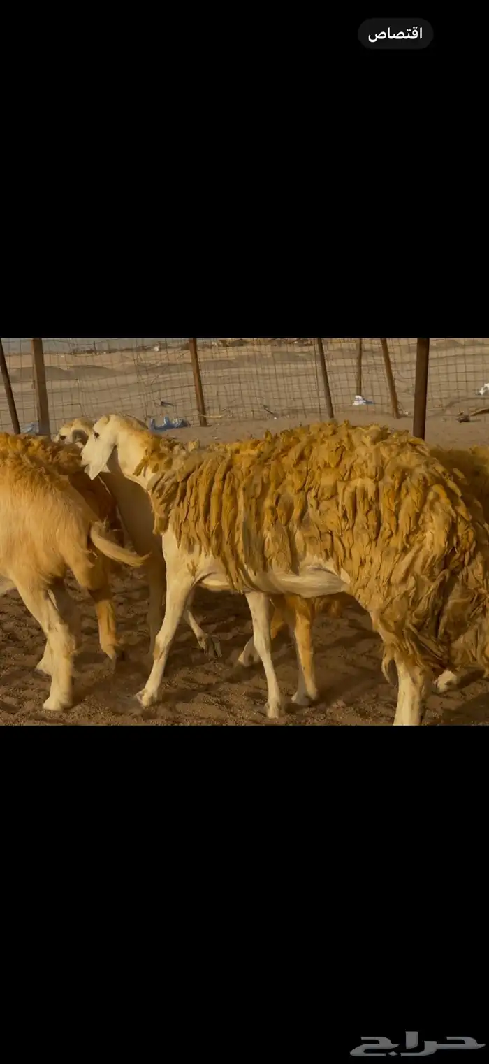 سلام عليكم ورحمة وبركاته الله وبركاته 4