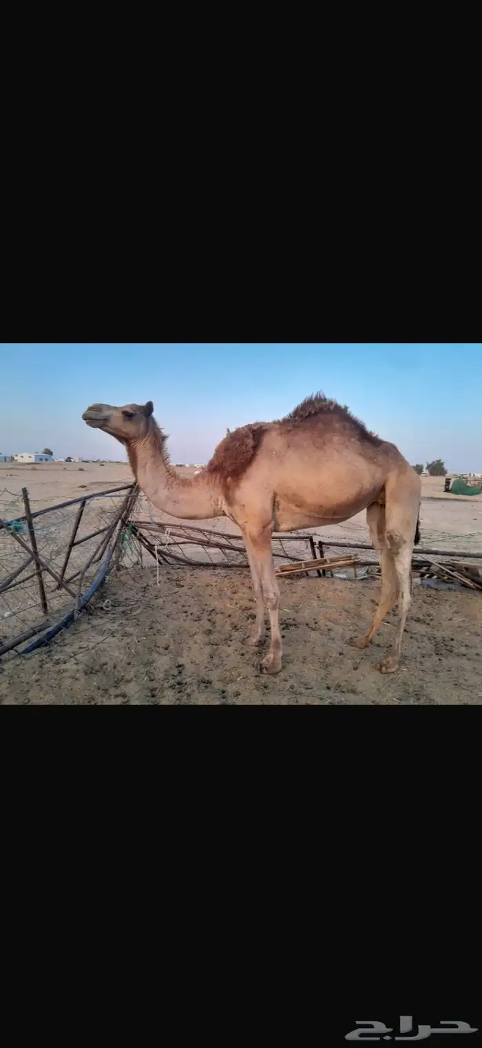سلالة الجذاب 3
