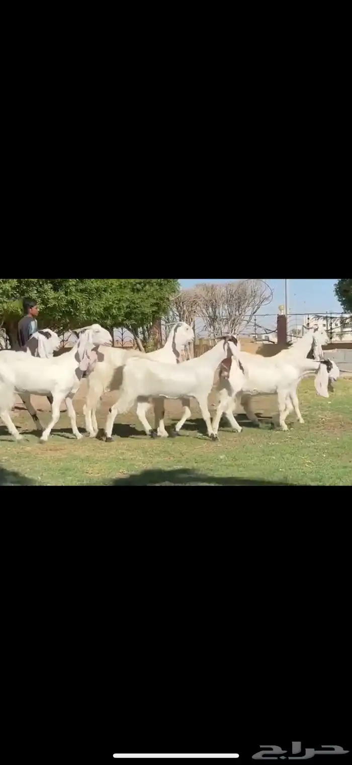 ثنوات مشاريك فاخره دفيع شرط 5