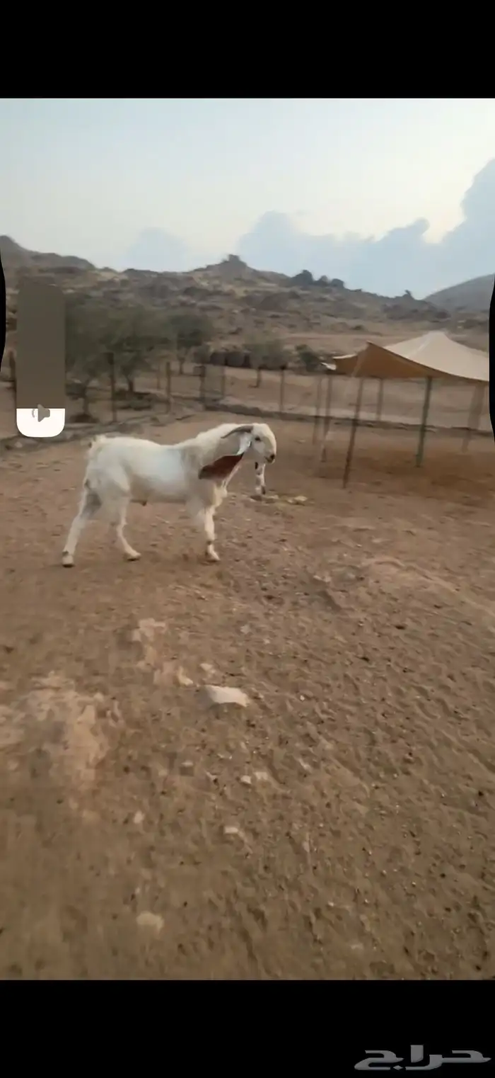 تيس هولندي صنف الصنف 2