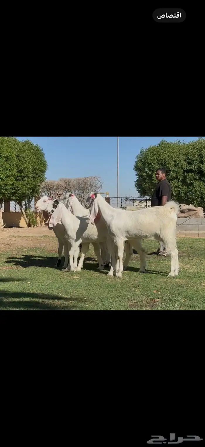 ثنوات مشاريك فاخره دفيع شرط 3