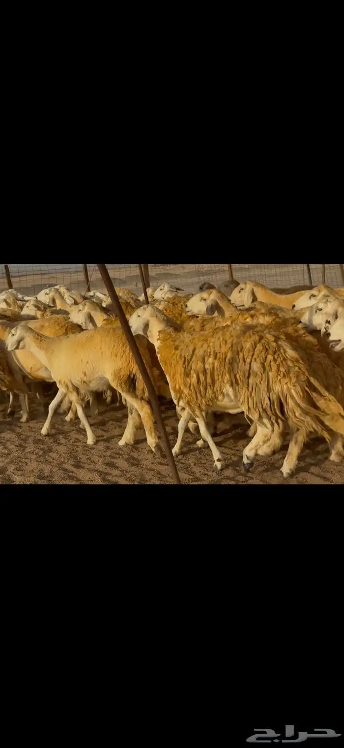 سلام عليكم ورحمة وبركاته الله وبركاته 0