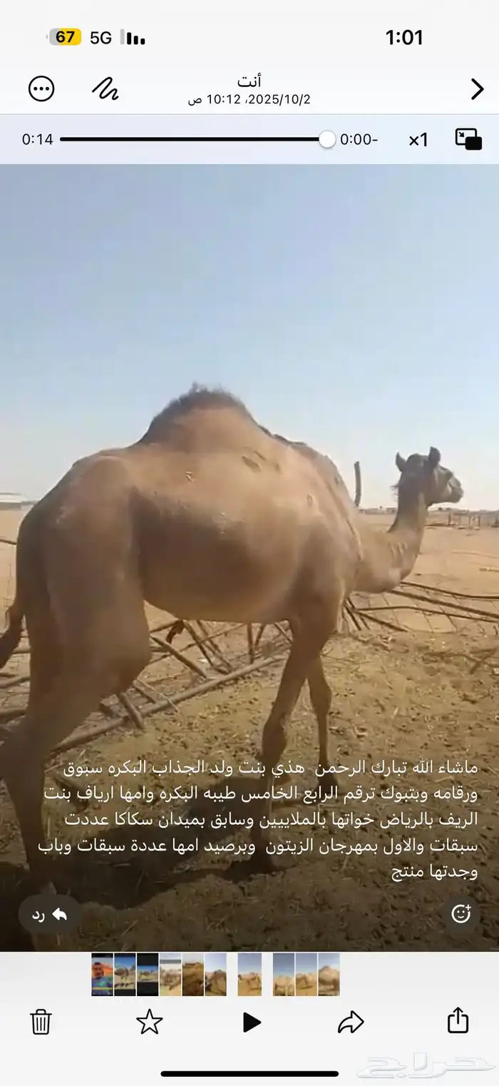 سلالة الجذاب 0