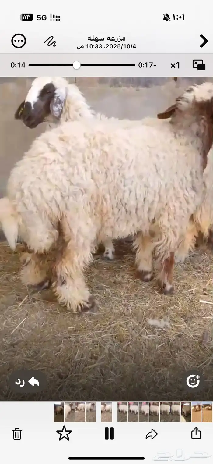 رخال نعيم انتاج المراح جذعات مغلقه 3