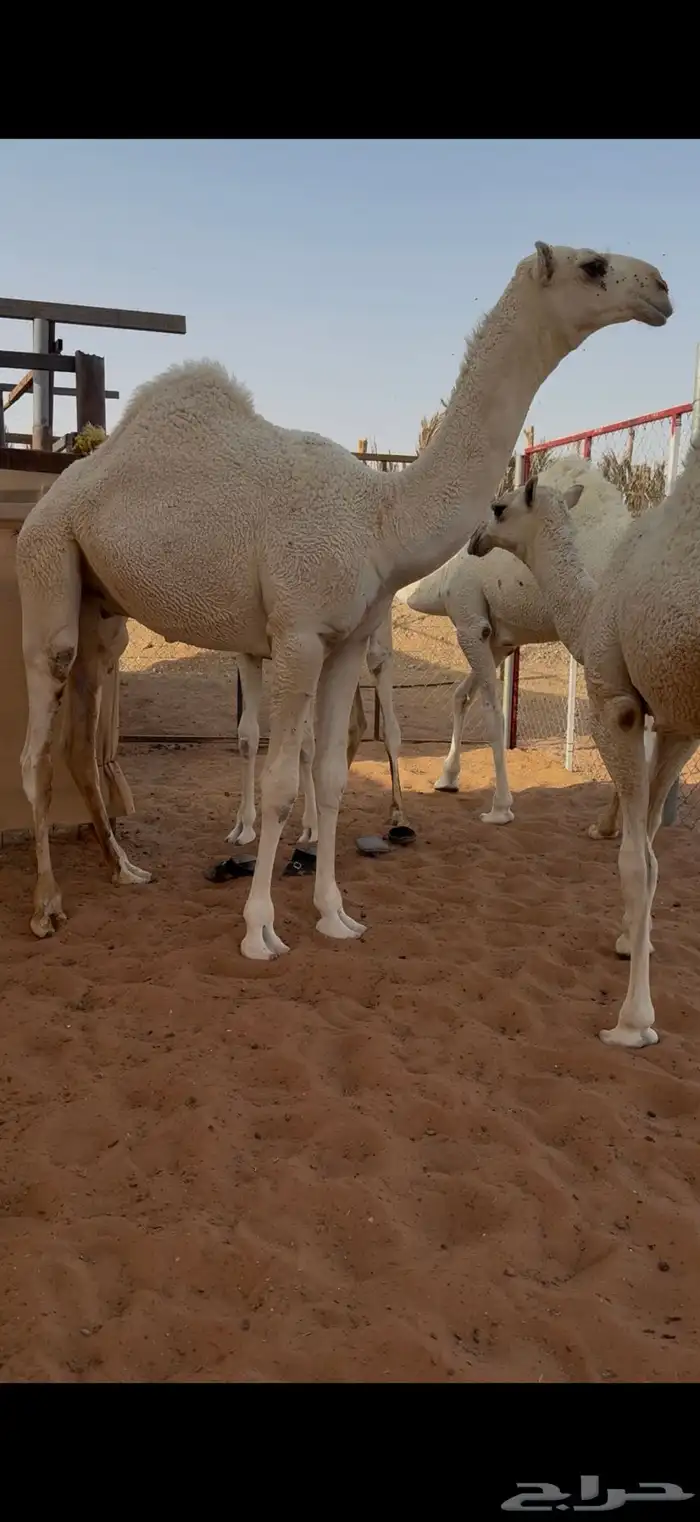 قعود فحل باتلي 1