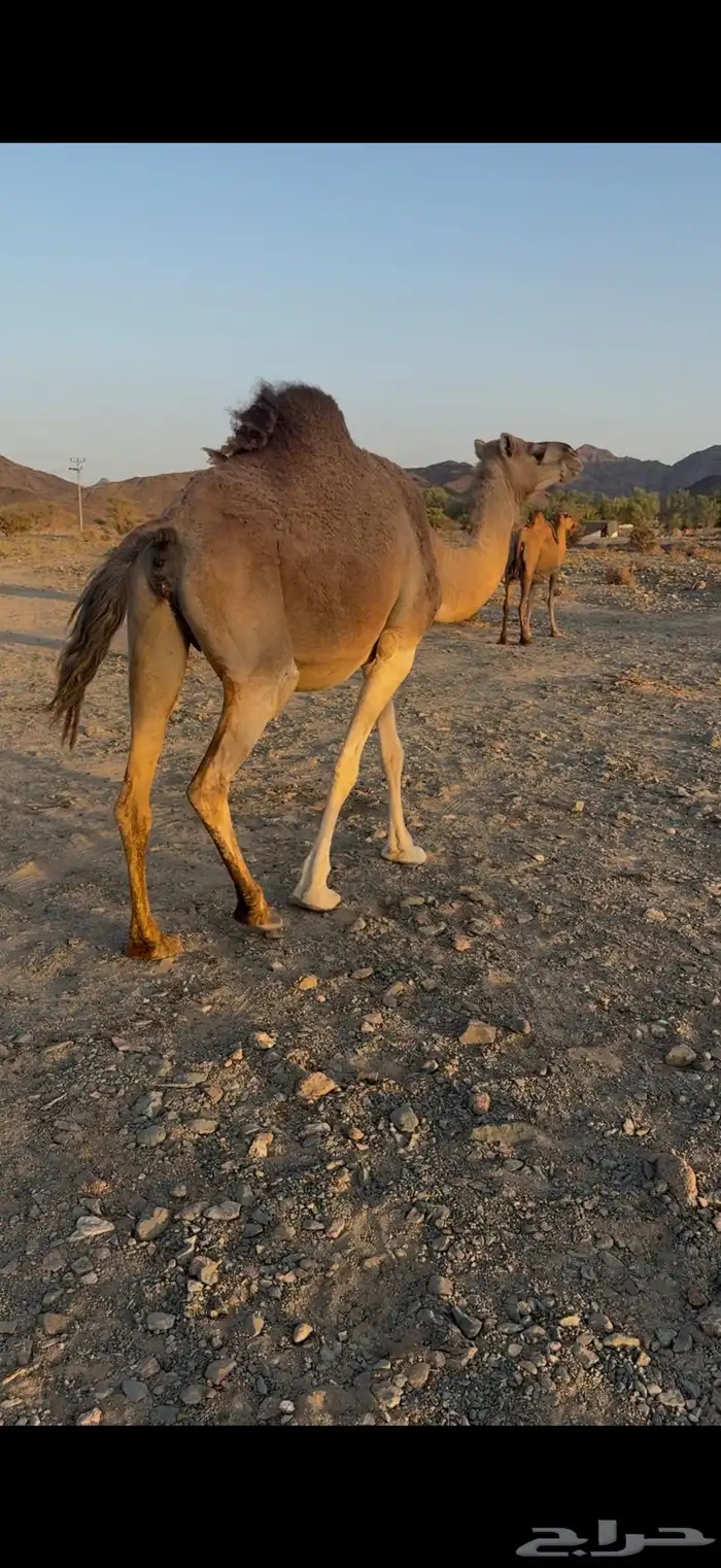 ناقه للبيع متلي 3