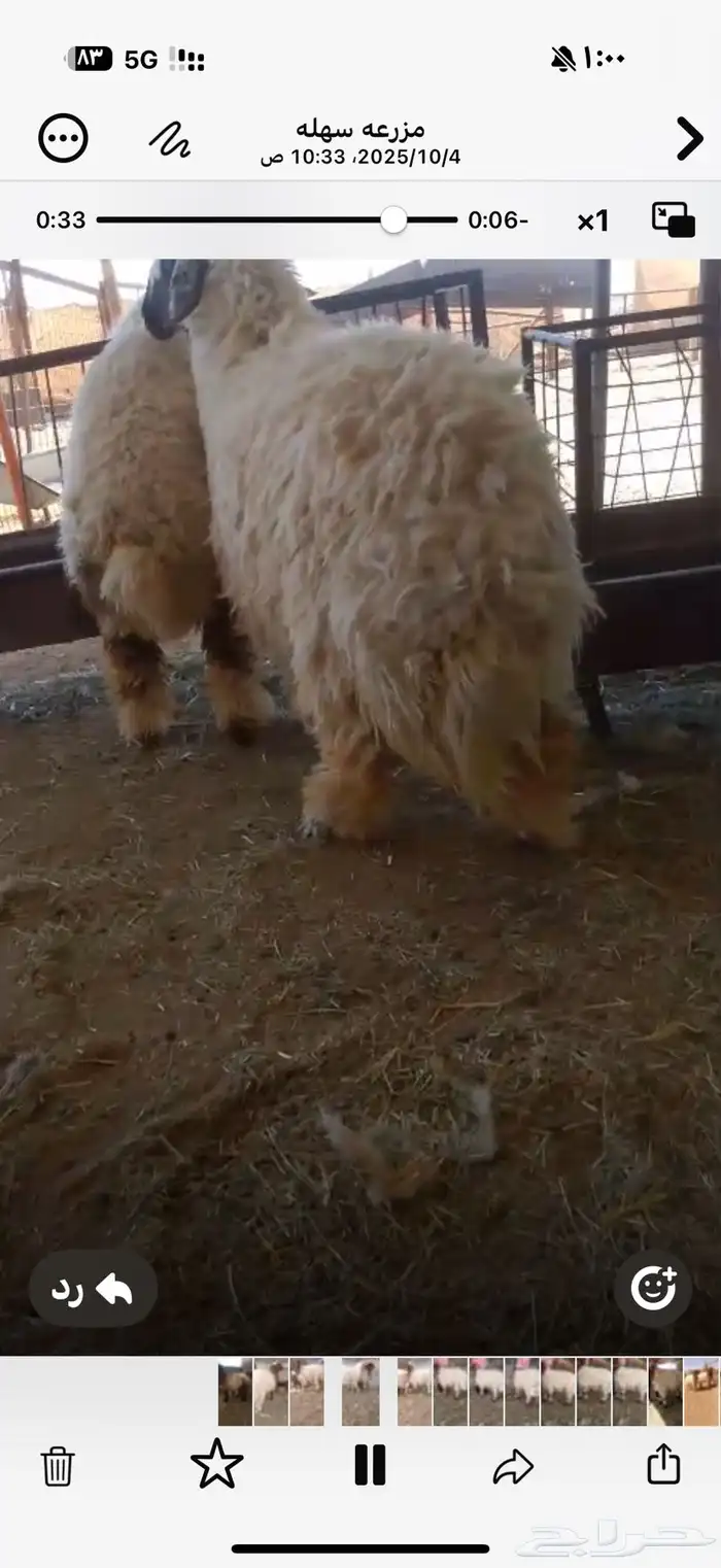 رخال نعيم انتاج المراح جذعات مغلقه 1