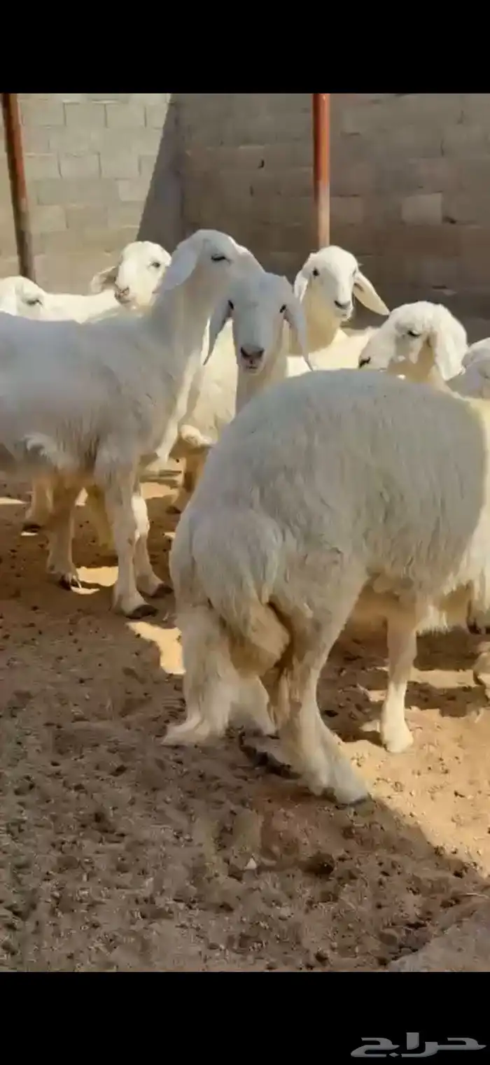 10 طليان كفو وبريه 2