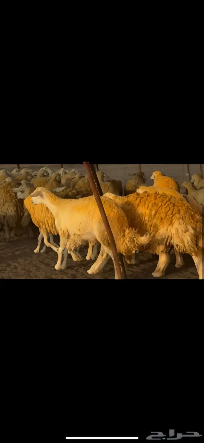 سلام عليكم ورحمة وبركاته الله وبركاته 15