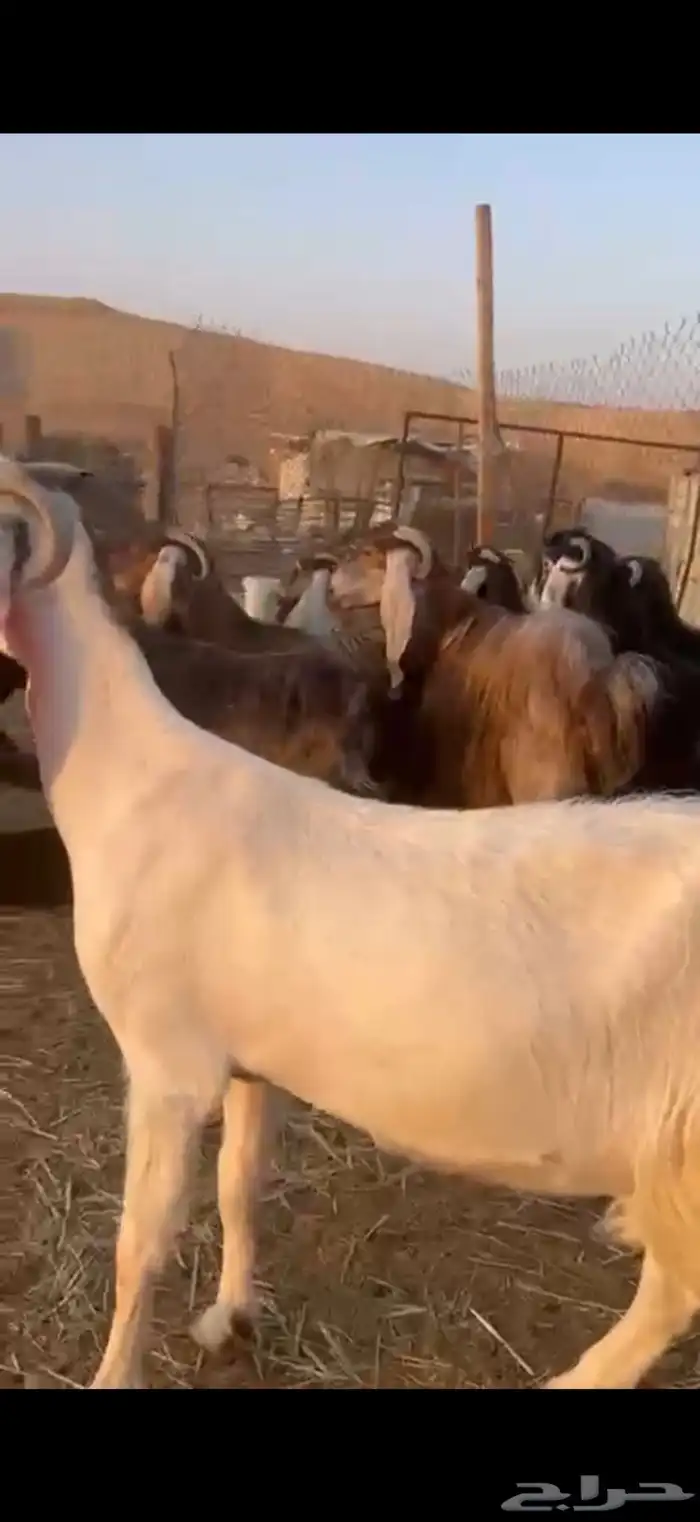 معزا مراح واحد للبيع 5