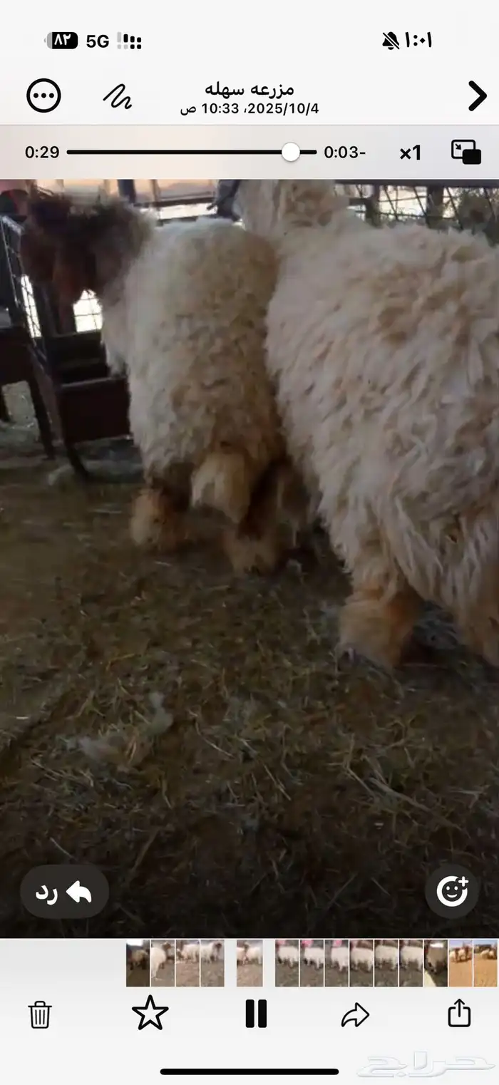 رخال نعيم انتاج المراح جذعات مغلقه 0