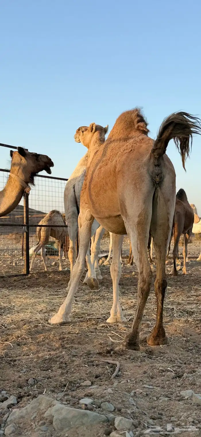 ناقه للبيع متلي 0