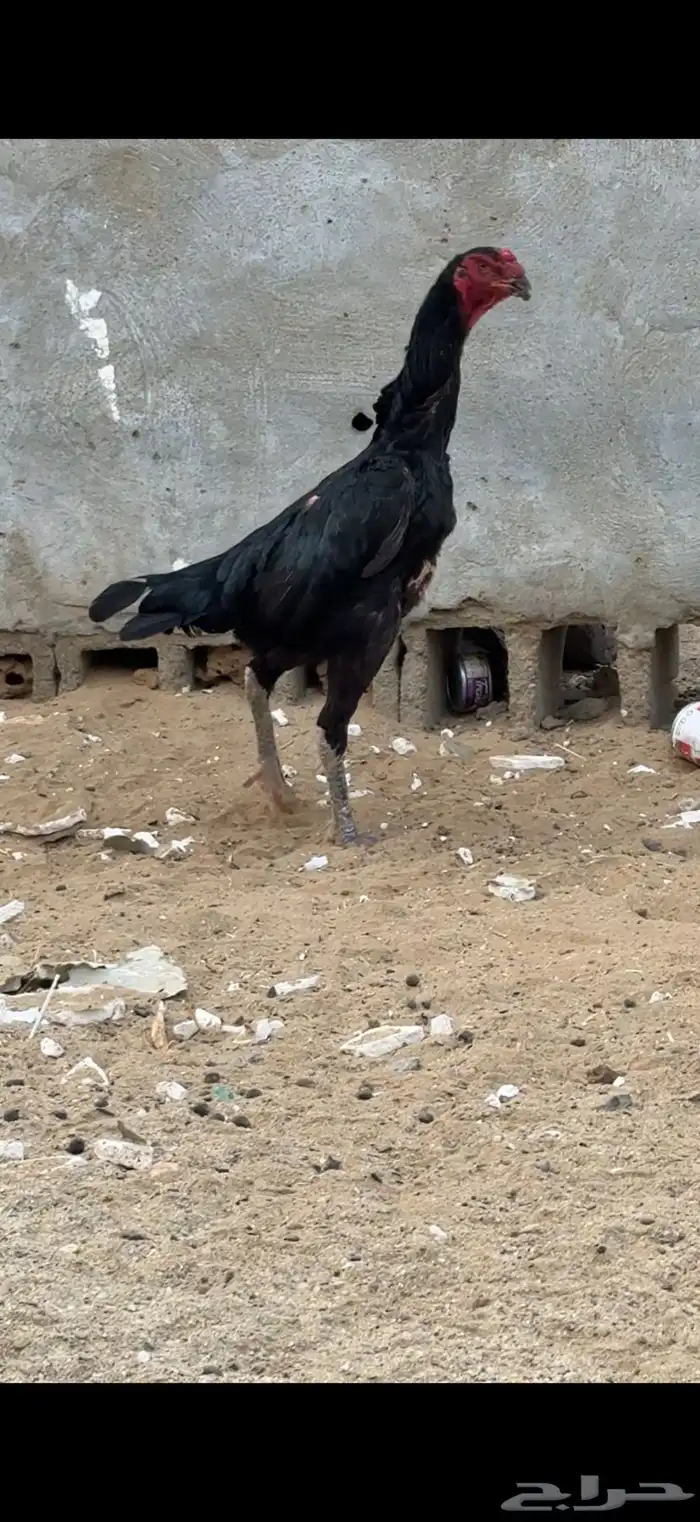 اربع دجاجات شامو الماني منتجة شرط 1