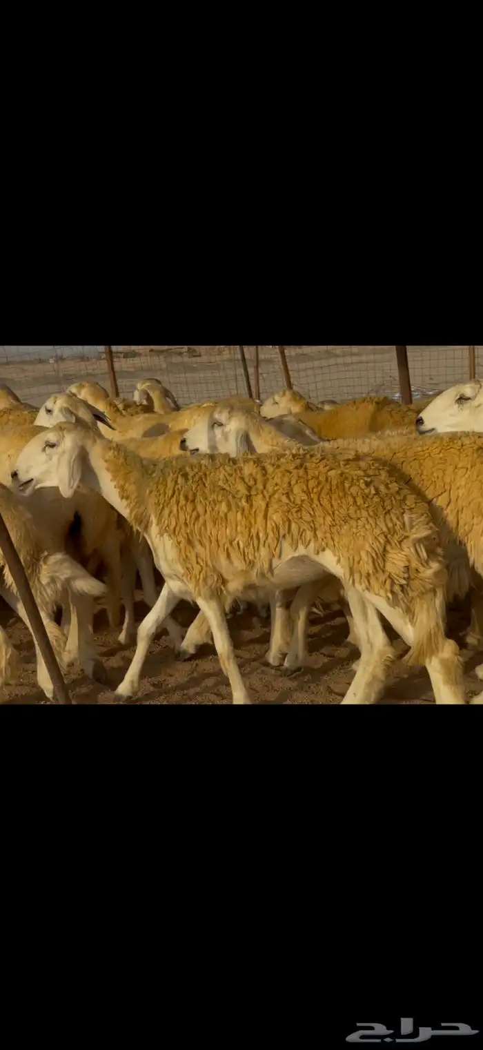 سلام عليكم ورحمة وبركاته الله وبركاته 10