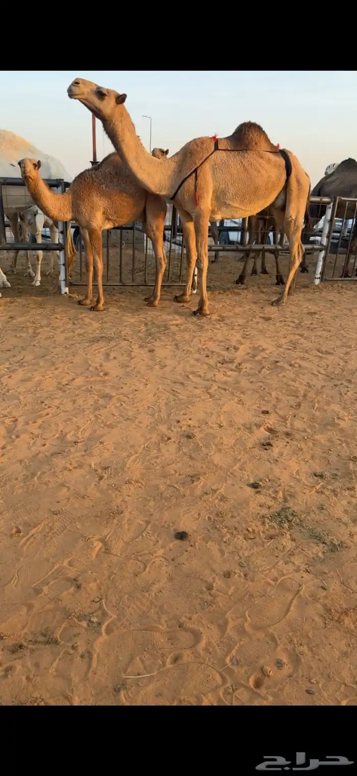 عشرا شعلا تحته قعود عضمه طيب سليمه من جميع العذريب السوم 15 2