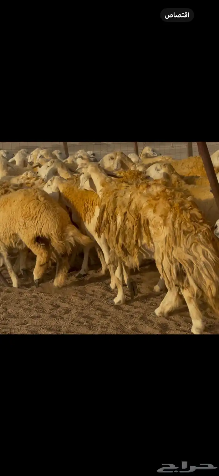 سلام عليكم ورحمة وبركاته الله وبركاته 5