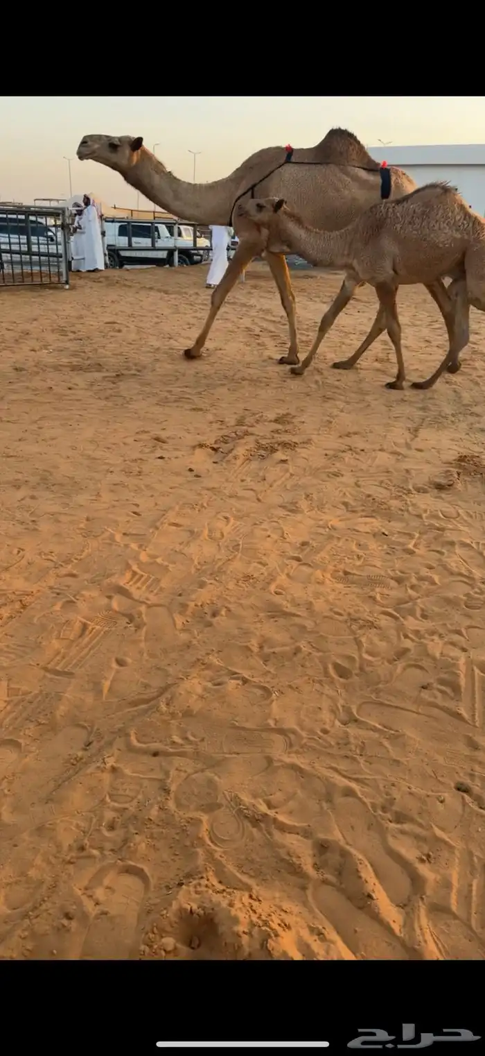 عشرا شعلا تحته قعود عضمه طيب سليمه من جميع العذريب السوم 15 0