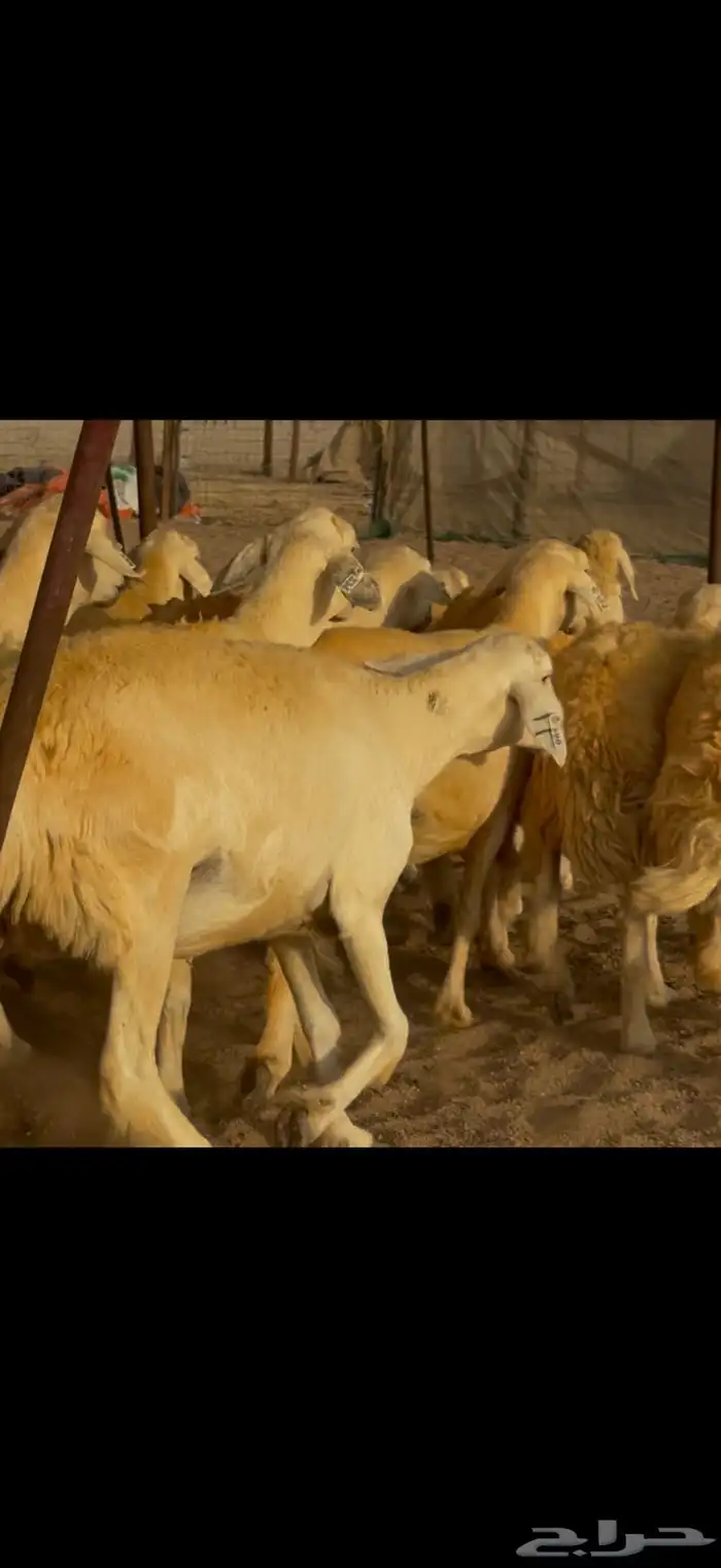 سلام عليكم ورحمة وبركاته الله وبركاته 14