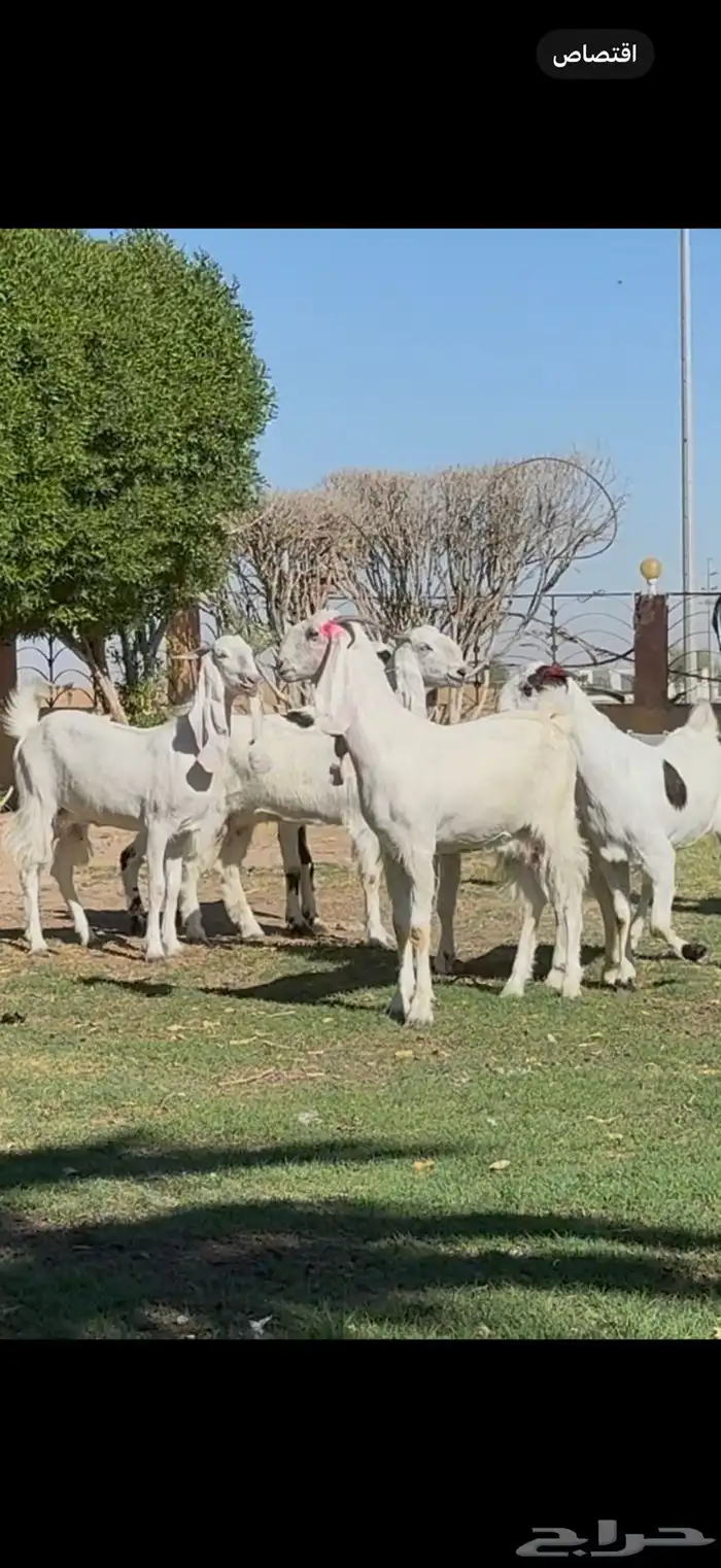 ثنوات مشاريك فاخره دفيع شرط 6