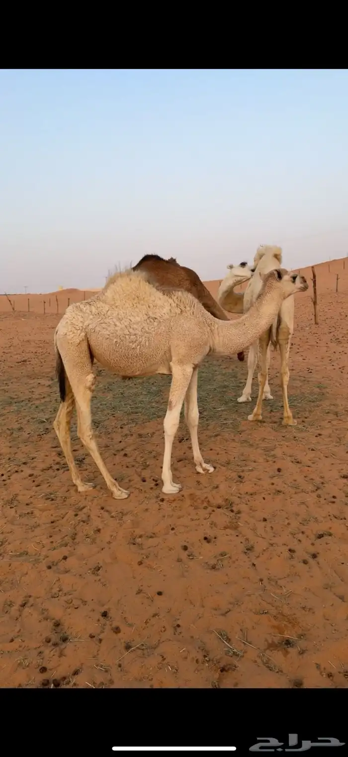 بكره تسع شهور 0