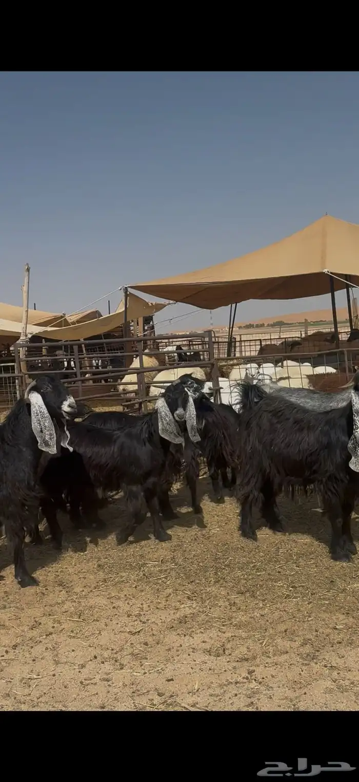 معزا عوارض دفيع ومضاريع 3