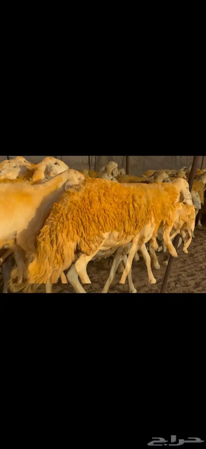 سلام عليكم ورحمة وبركاته الله وبركاته 16