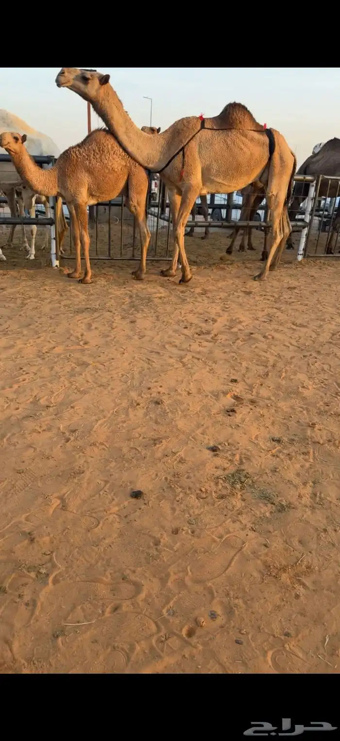 عشرا شعلا تحته قعود عضمه طيب سليمه من جميع العذريب السوم 15 1