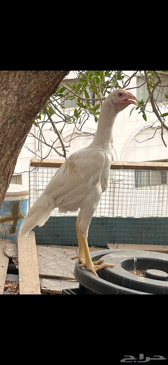 دجاج باكستاني 0