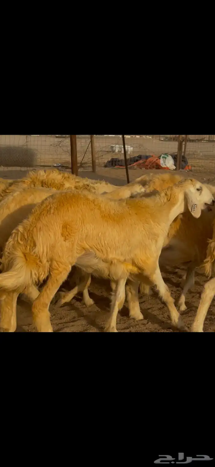 سلام عليكم ورحمة وبركاته الله وبركاته 17