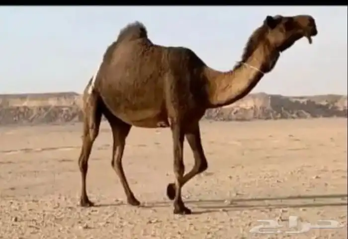 للبيع في الدسمه 0
