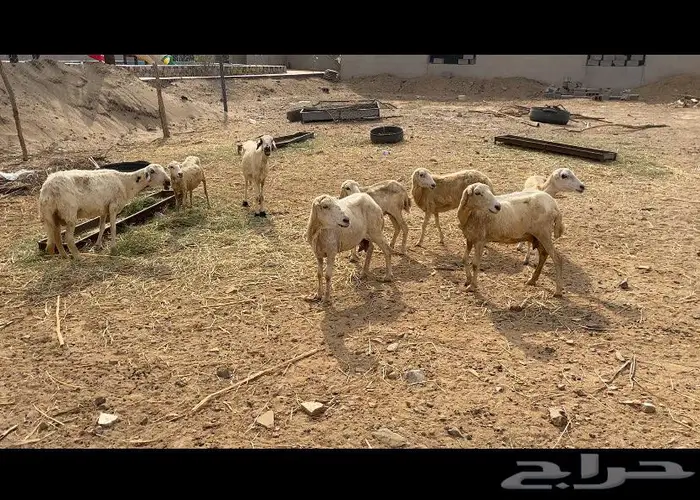 ضان للبيع حريات ورفيدي العدد 32 البعض قرايب قريب 1