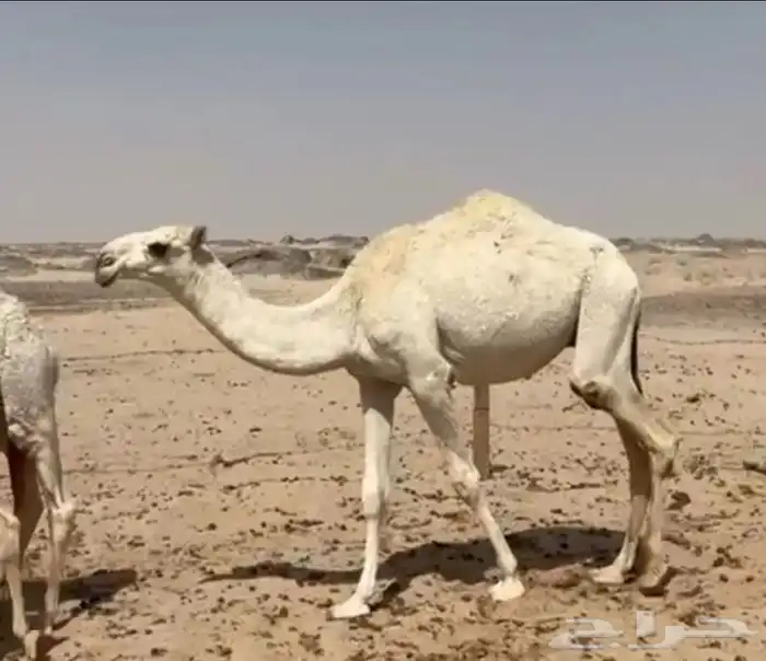 قعدان للبيع الحوميات 1