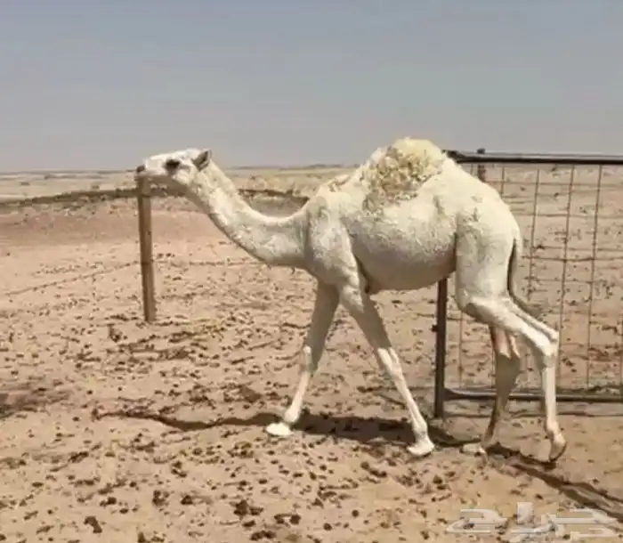 قعدان للبيع الحوميات 3