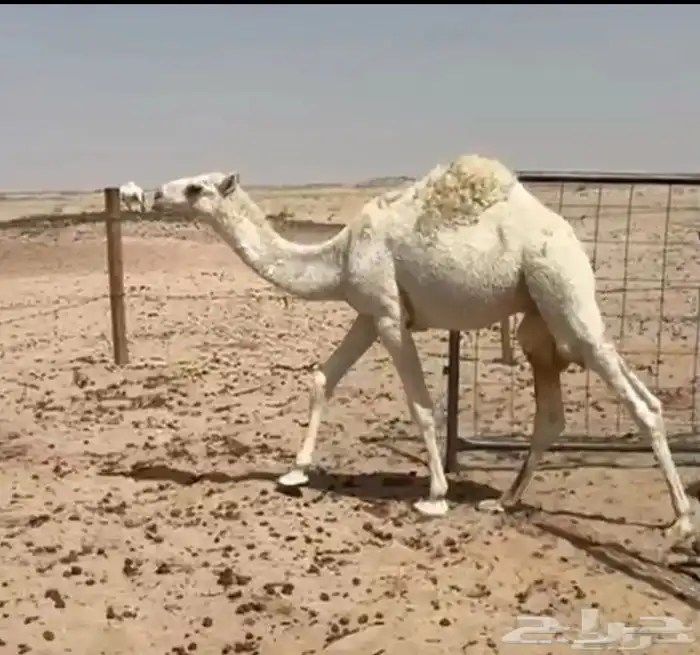 قعدان للبيع الحوميات 4