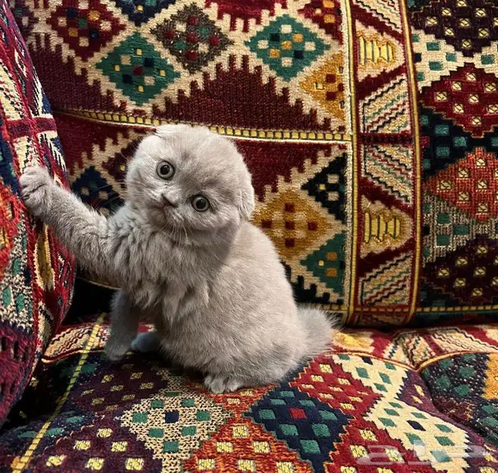 كيتنز سكوتش فولد بلو اقساط تابي 1