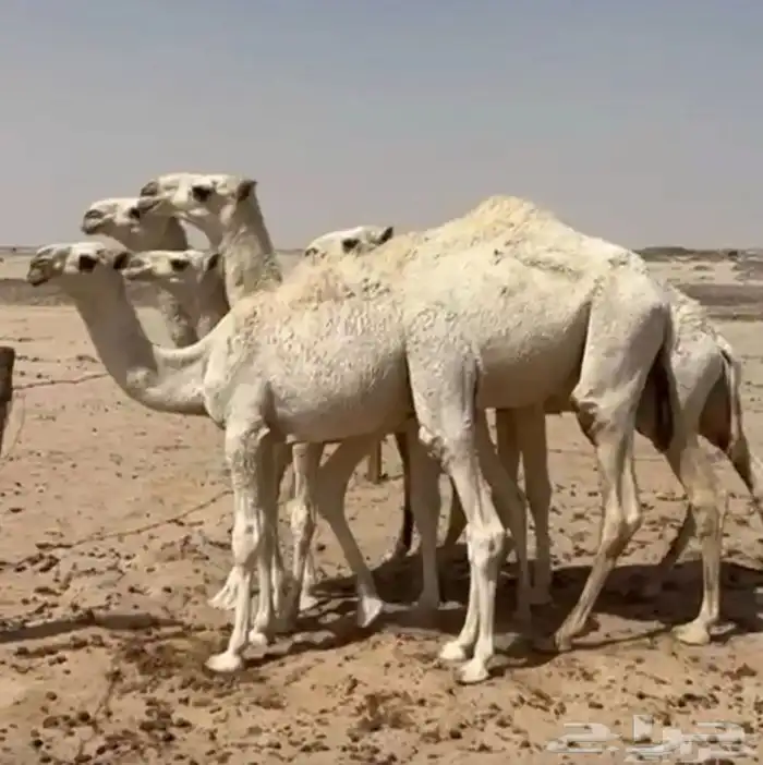 قعدان للبيع الحوميات 2