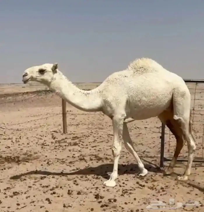 قعدان للبيع الحوميات 0