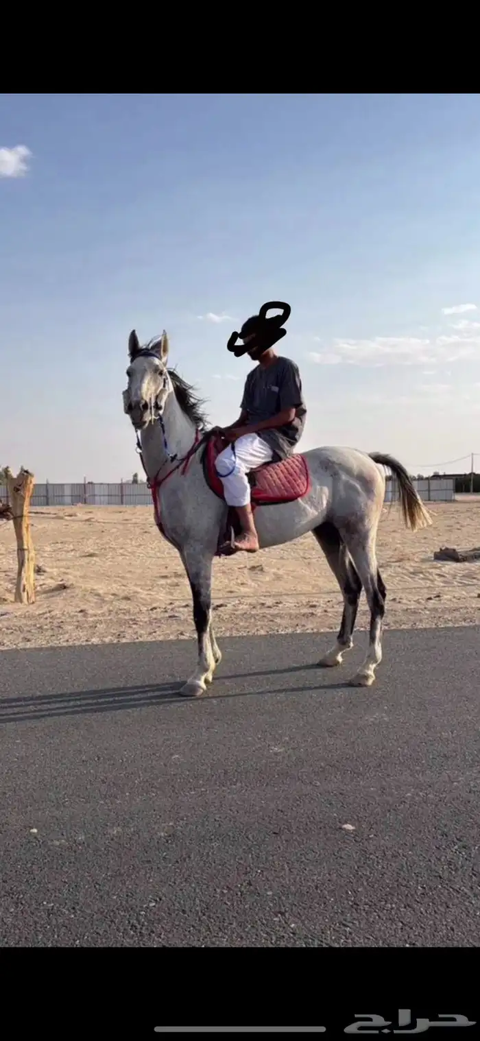 حصان شعبي 0