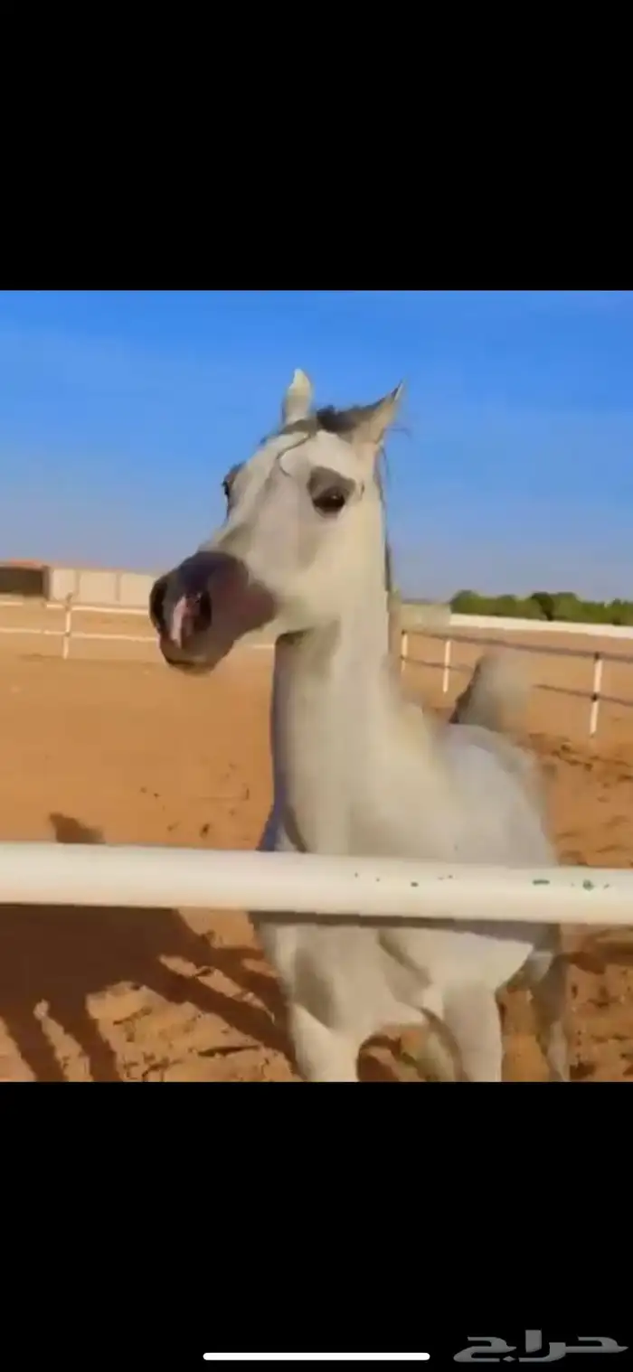 فرس جمال منتجه و تحتها مهرة 17