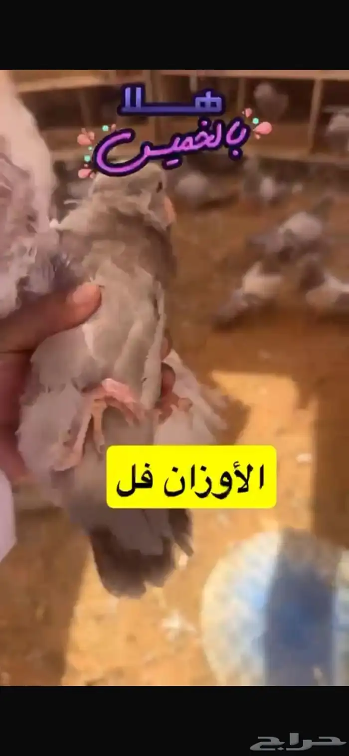 حمام فرنسي لاحم سلفر 17
