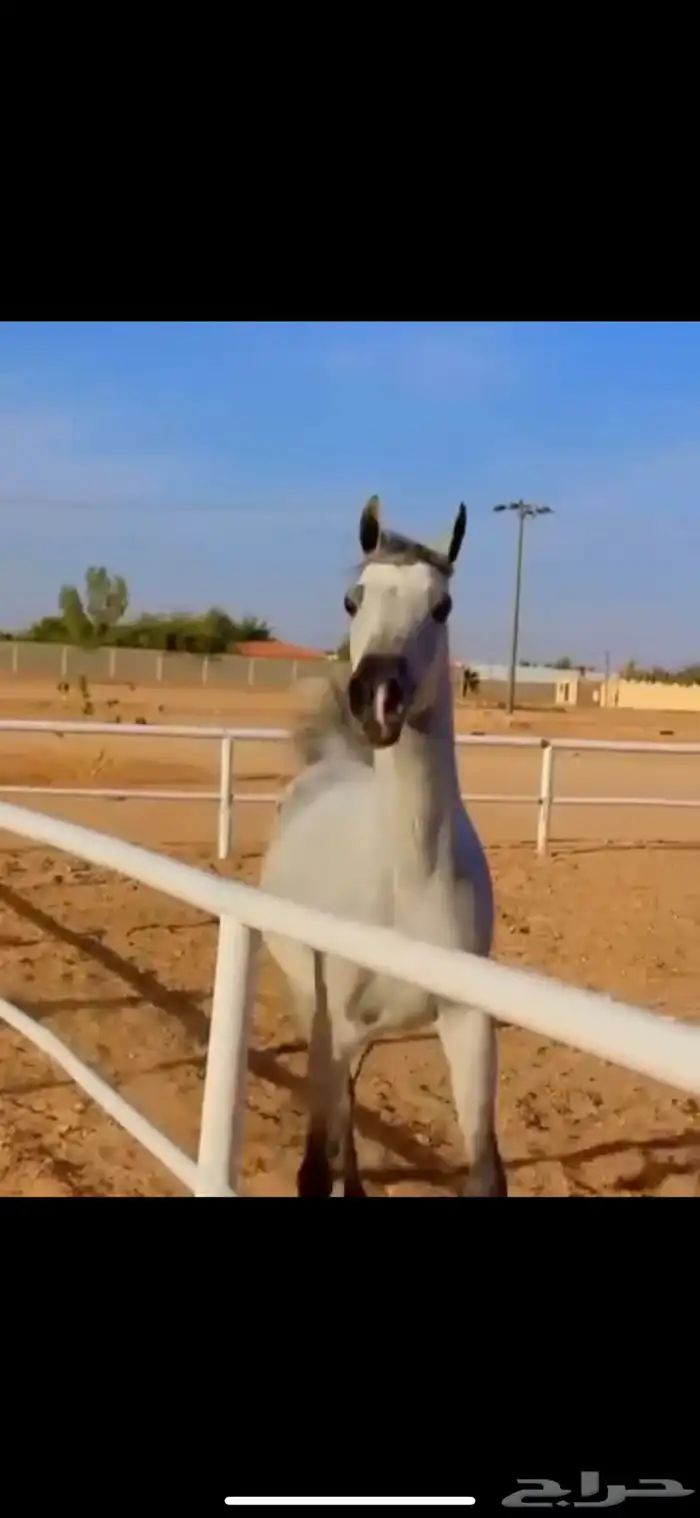 فرس جمال منتجه و تحتها مهرة 1