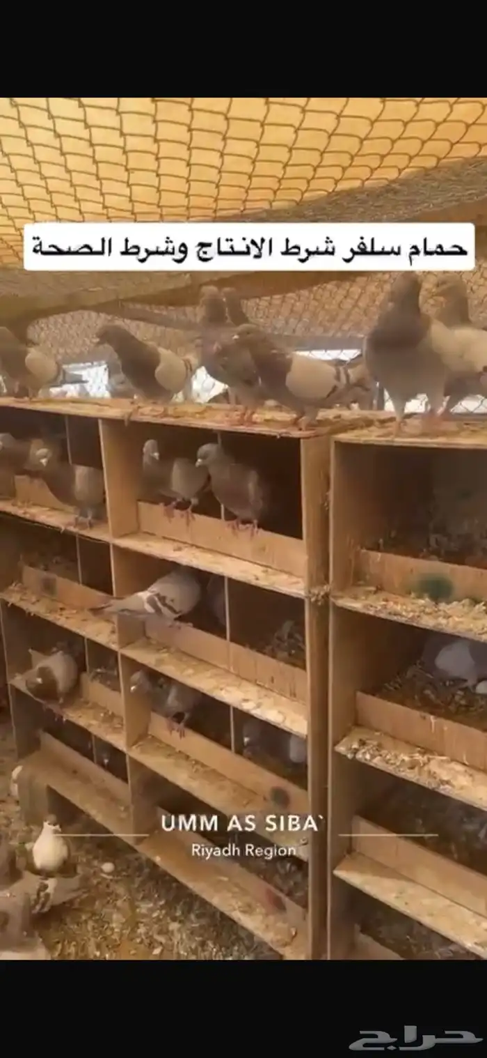 حمام فرنسي لاحم سلفر 4