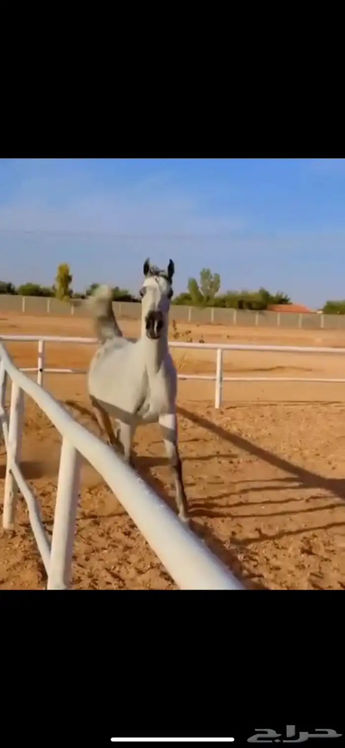 فرس جمال منتجه و تحتها مهرة 0