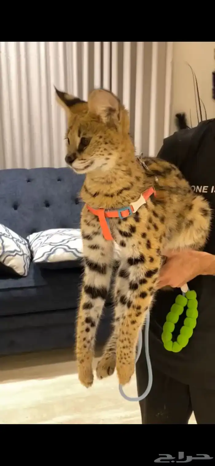 قط السيرفال 1