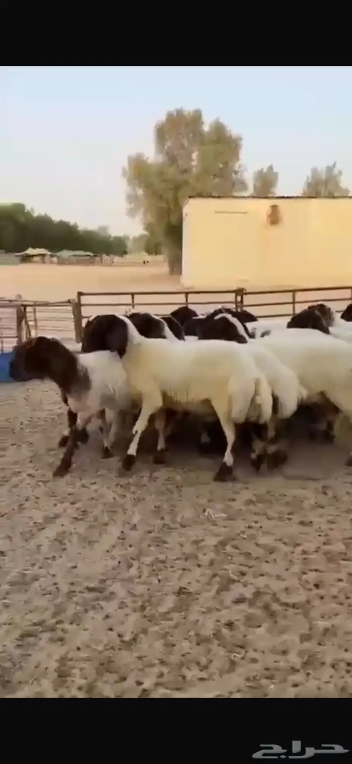 جذعات نعيم صنف للبيع 1
