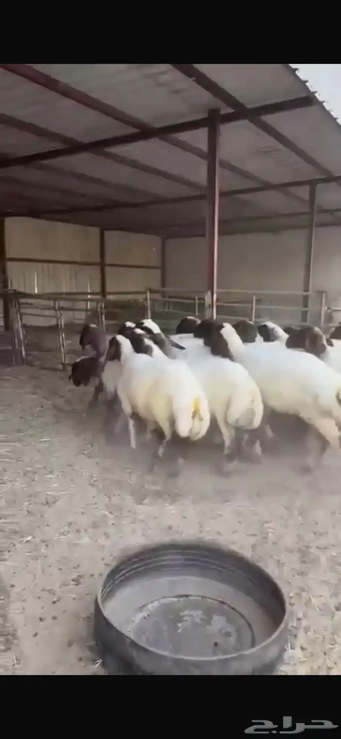 جذعات نعيم صنف للبيع 5