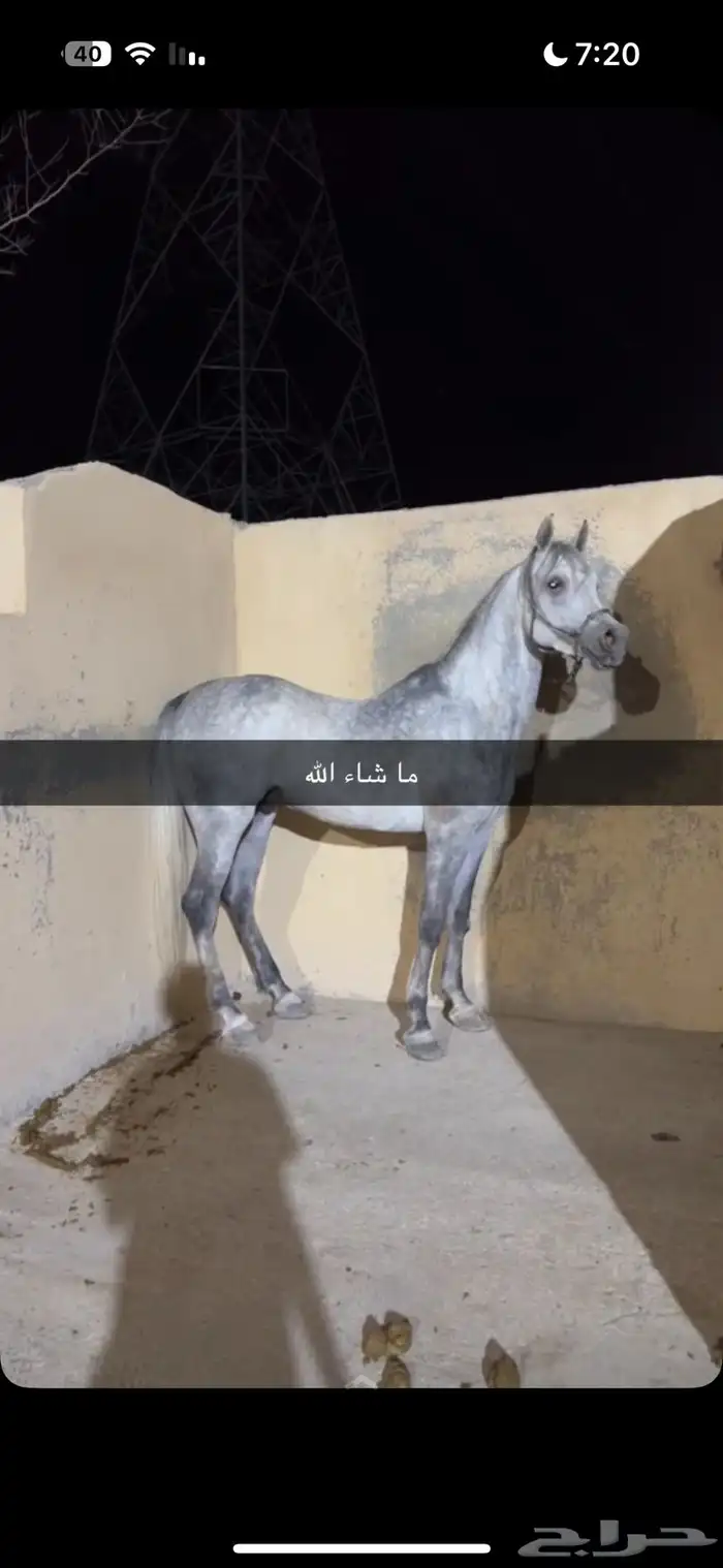 حصان شعبي فاخررر جدا 6