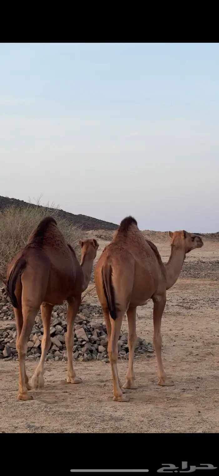 3 بكار سواحل 0