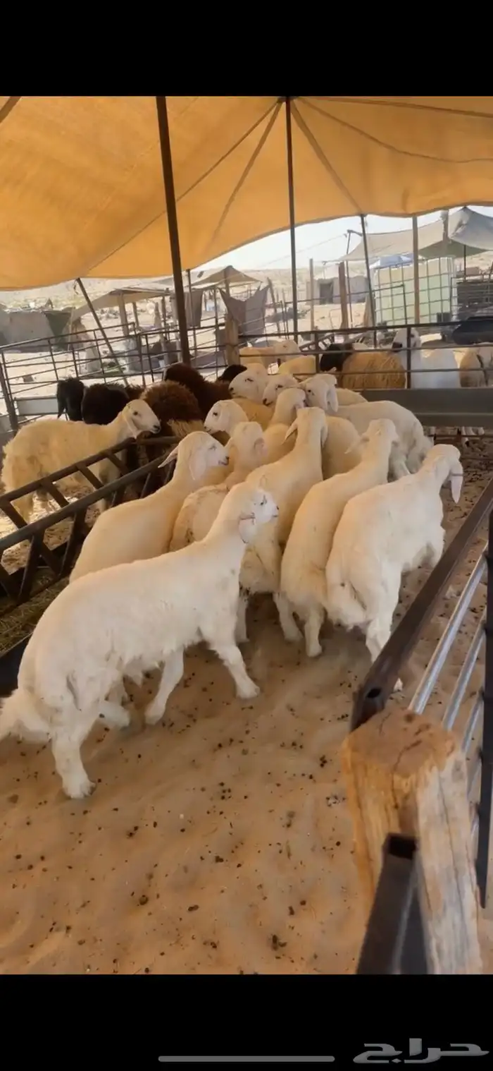 خرفان ورخال حريات 0