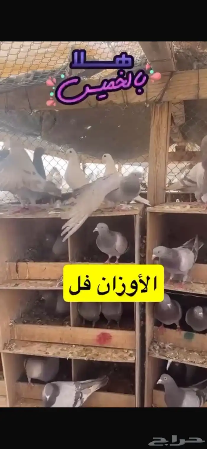 حمام فرنسي لاحم سلفر 20